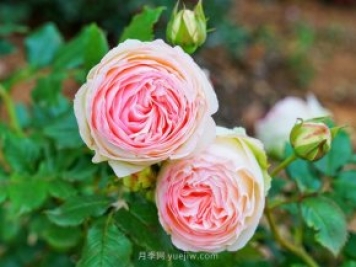 立秋后庭院花木養(yǎng)護該注意些什么？