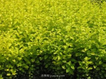夏季如何鋪植草坪，減少發(fā)黃枯死的問(wèn)題？