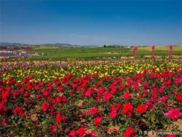 如何區(qū)別月季、玫瑰、薔薇