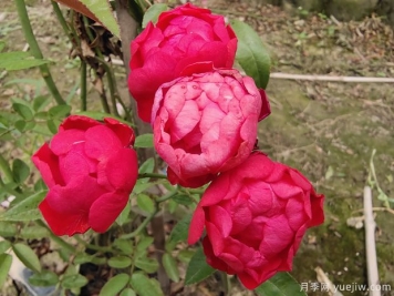 2米高紅木香，優(yōu)秀爬藤花卉基地批發(fā)價(jià)格