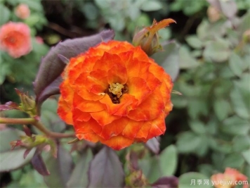 你知道月季的花語是什么嗎？