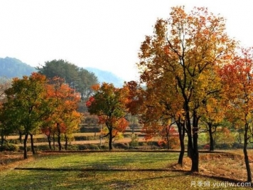 烏桕的園林應(yīng)用、分布范圍、價(jià)格和前景