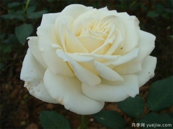 白玫瑰的介紹，花語和栽培養(yǎng)護(hù)