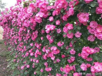 薔薇的介紹，花語寓意和養(yǎng)殖方法