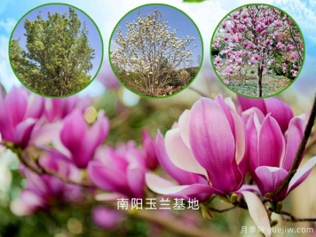 南陽玉蘭的文化花語，玉蘭哪個品種好看