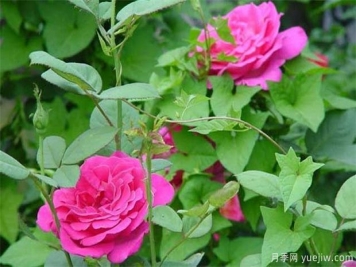 藤本月季和藤本薔薇哪個比較好養(yǎng)？薔薇養(yǎng)殖與注意事項