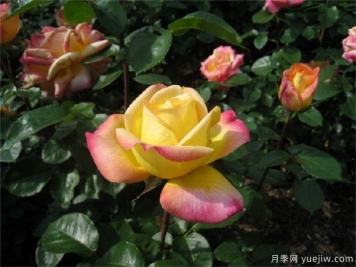 大花美人月季的特點(diǎn)？大花月季怎么修剪？