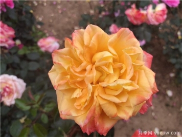 使盆栽月季連續(xù)開(kāi)花的辦法