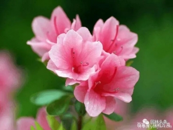 杜鵑花施肥用什么？施肥時(shí)間和方法