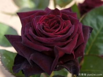 黑巴克月季和黑魔術(shù)月季有什么區(qū)別？哪個(gè)更黑