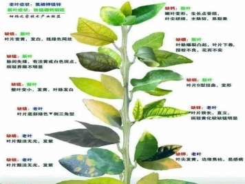 秋季月季不斷黃葉，打藥不管用，怎么辦？
