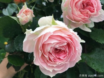 推薦7個(gè)歐月月季美麗漂亮，不怕雨淋不怕熱