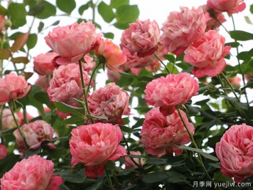 推薦5個抗病性強的藤本月季品種，新手輕松種植