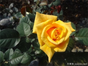 黃玫瑰代表什么意思？黃玫瑰寓意？黃玫瑰的花