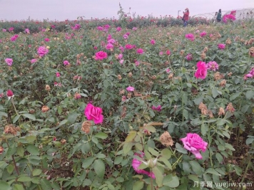 爬藤月季和薔薇有什么不同？哪個(gè)更漂亮？