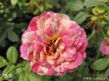 適合新手的月季莫奈，做好4個(gè)細(xì)節(jié)，長(zhǎng)勢(shì)旺旺