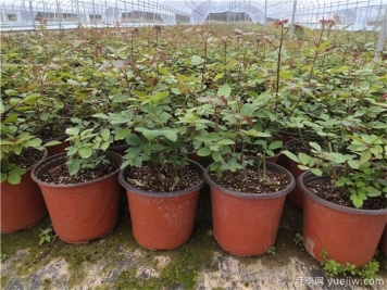 月季花苗選購技巧，早春買月季花苗注意事項
