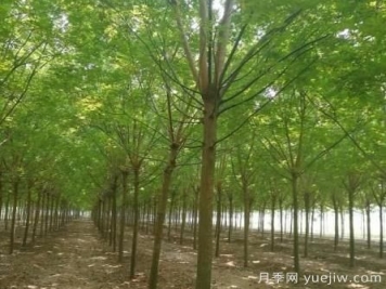 這幾種鄉(xiāng)土喬木銷量增加，價格上漲
