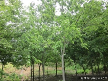 樸樹(shù)與櫸樹(shù)存在著哪些區(qū)別？