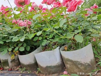 該如何選購月季苗？