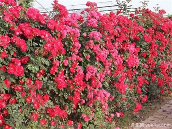 爬藤月季和薔薇哪個(gè)漂亮？區(qū)別和價(jià)格