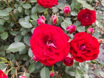 推薦必種的6種藤本月季，花量大長(zhǎng)勢(shì)快，打造花墻超漂亮