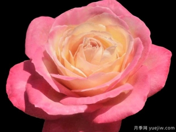 弗朗西絲路易莎月季的優(yōu)缺點(diǎn)是什么？