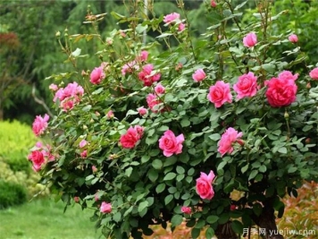 9月月季管理，月季夏末修剪爆秋花
