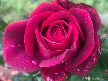 推薦7個科德斯超級抗病的月季品種，高品質(zhì)有芬芳低維護