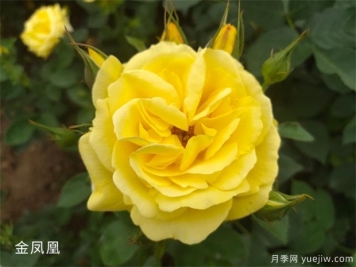 推薦10個黃色月季，每個品種都優(yōu)秀