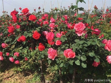 滿足標準的喬木灌木工程苗，讓你賺錢賺到手軟