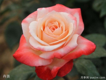玫瑰月季薔薇傻傻分不清，只要3個(gè)方法一眼就認(rèn)出來(lái)