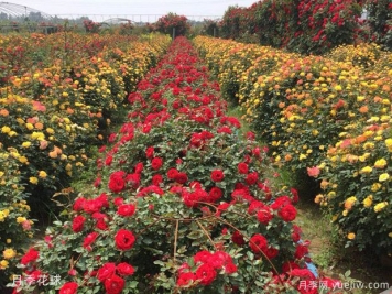 灌木球，月季花球，為景觀設(shè)計畫龍點睛