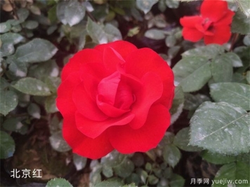  中國(guó)現(xiàn)代月季新品種文化