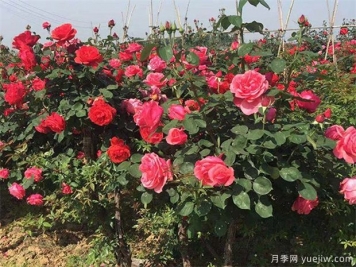 園林人必須知道的100個(gè)花卉基礎(chǔ)知識(shí)點(diǎn)