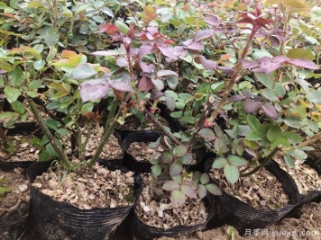 月季花什么季節(jié)選苗種植最好？不同季節(jié)入苗的優(yōu)缺點是什么？