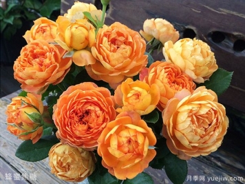 月季花的花語是什么？各種顏色月季花代表的花語