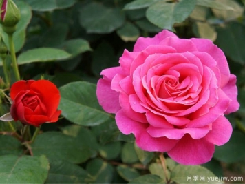 花卉苗木交易中怎么區(qū)分一級苗和二級苗？