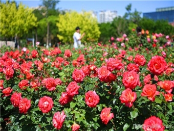 草本花卉修剪秘笈，養(yǎng)花人必看！