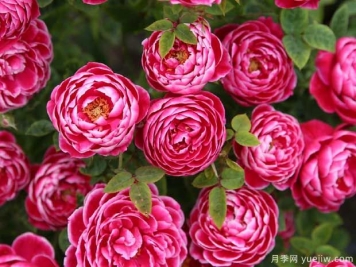 5種公認難養(yǎng)的月季花，顏值超高卻不敢輕易嘗試
