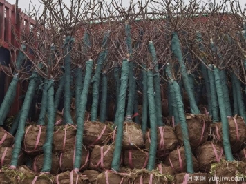2月5公分月季樹(shù)萬(wàn)畝基地 保質(zhì)保量