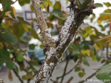 樹狀月季的桑盾蚧蟲害有哪些傷害害，該如何防治？