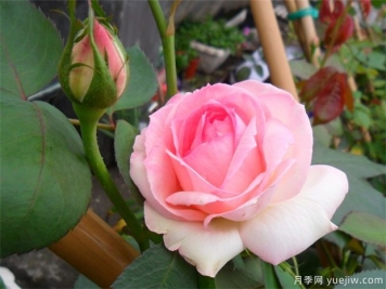 2024年熱門20個(gè)經(jīng)典藤本月季品種，做月季花墻你喜歡