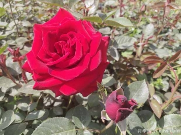 鄭州市花是月季，愛(ài)上鄭花滿(mǎn)城