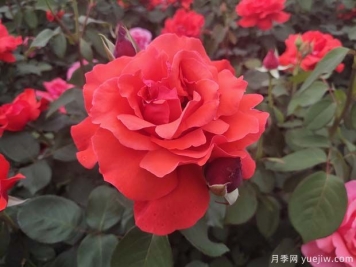 常見(jiàn)50個(gè)月季品種介紹，抗性好花不斷，可以買得到的經(jīng)典