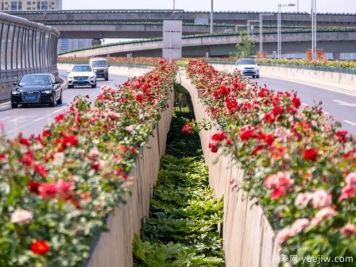 鄭州月季花路，生態(tài)廊道彩繪綠都花季