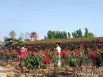 濰坊昌樂：西湖月季盛放期，五一假期花海來襲