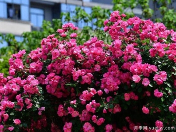 武漢新增多條絕美月季花道，江城處處花海景觀