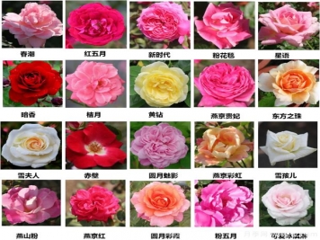 北京園科院自育月季萬里挑一，提升北京城的氣質(zhì)與顏值