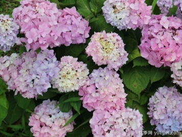不同品種的繡球開花后如何修剪？
